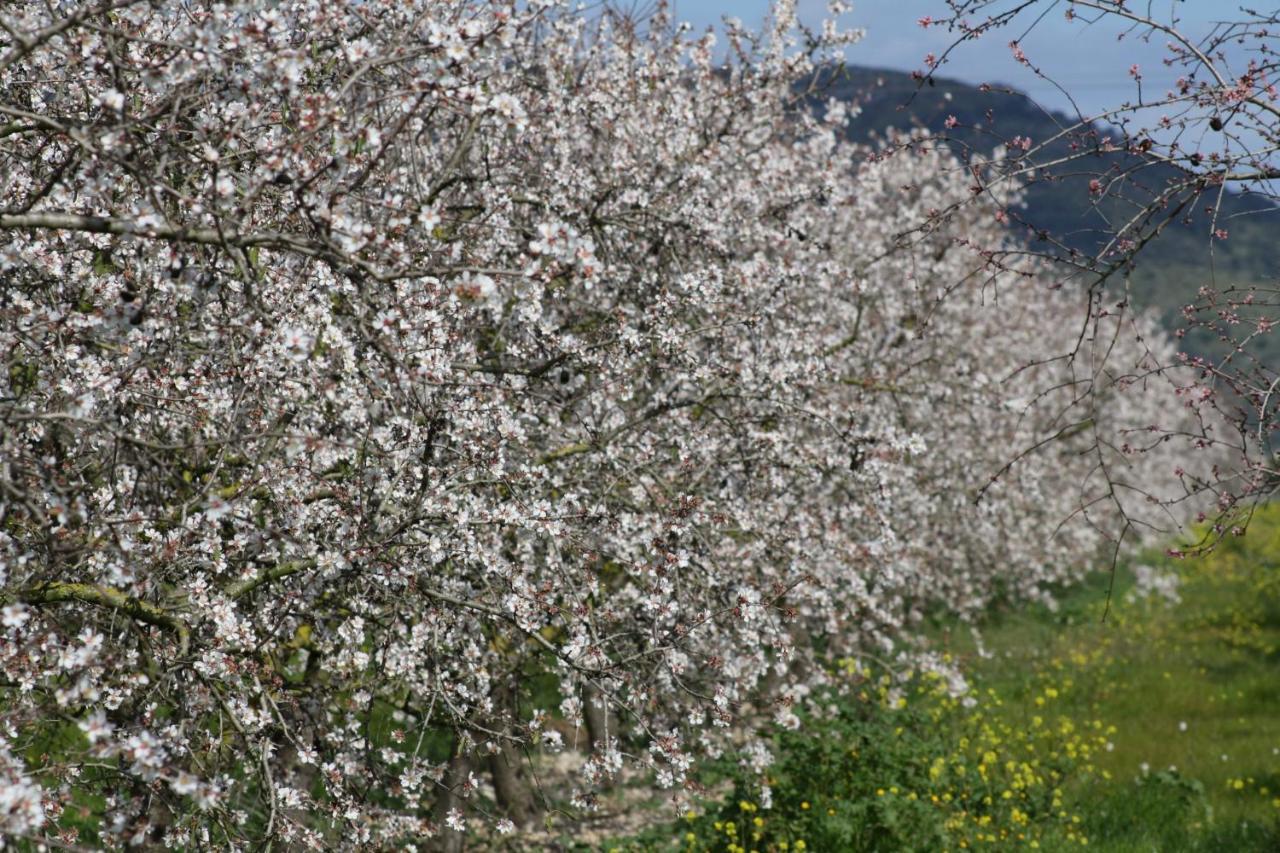 054 Finca Es Bosquerro Etv5362 By Mallorca Charme Santa Margalida Εξωτερικό φωτογραφία